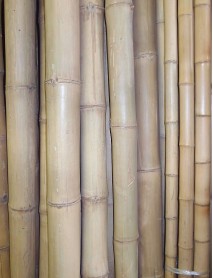 Bamboo BA80