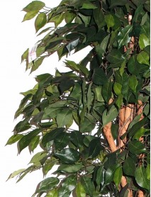 Artificial plant/tree 180cm Ficus D317TD