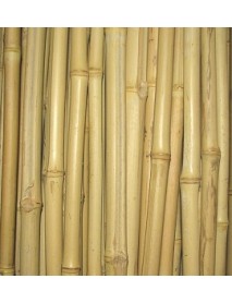 Bamboo BA15