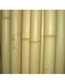 Bamboo BA50
