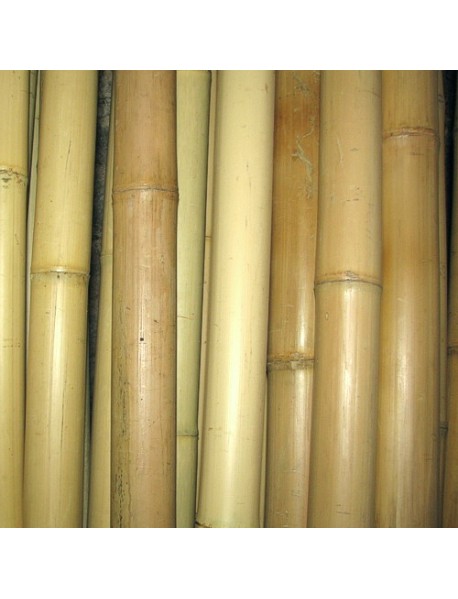 Bamboo BA30